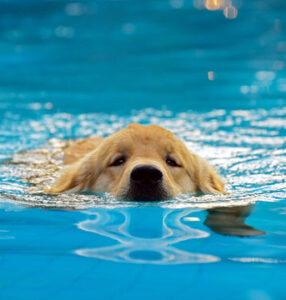 Puppy Pool Party!